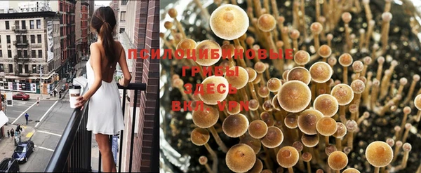 гашик Алексин